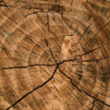 Il legno massello e la sua struttura